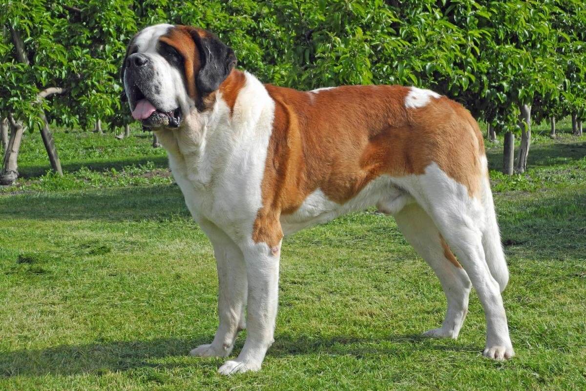 Сенбернар