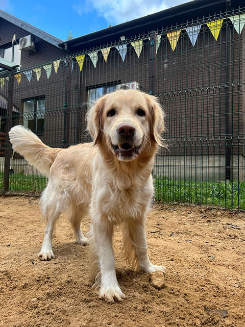 Zolotistyy retriver